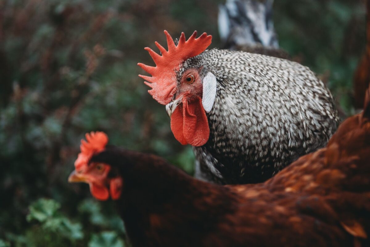transfert pro asbh job poulet apport